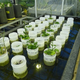 Foto: Wieger Wamelink/Wageningen University & Research